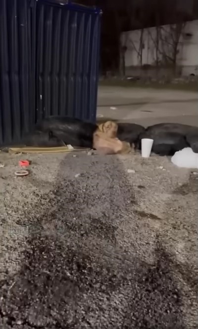 stray dog living next to a dumpster