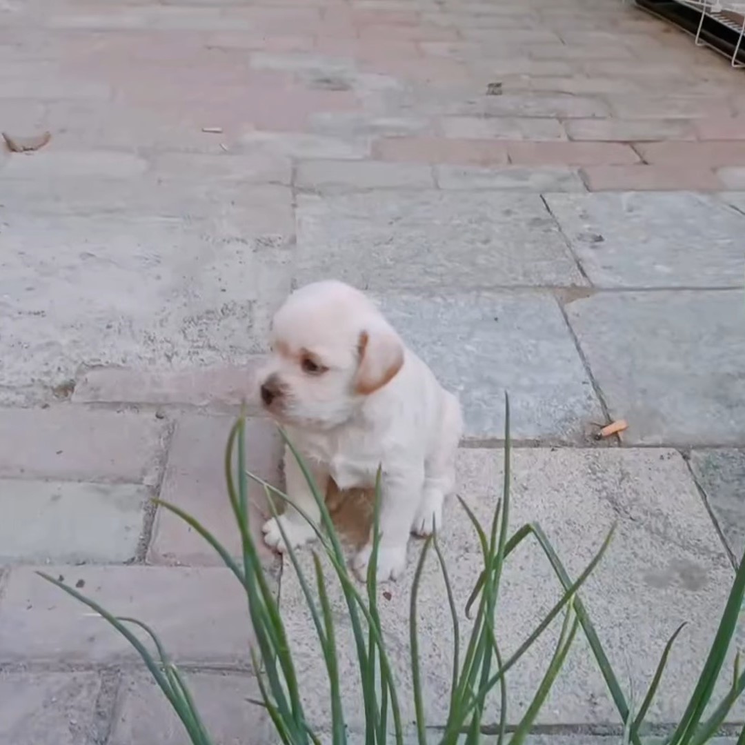 sweet puppy standing on a tiles