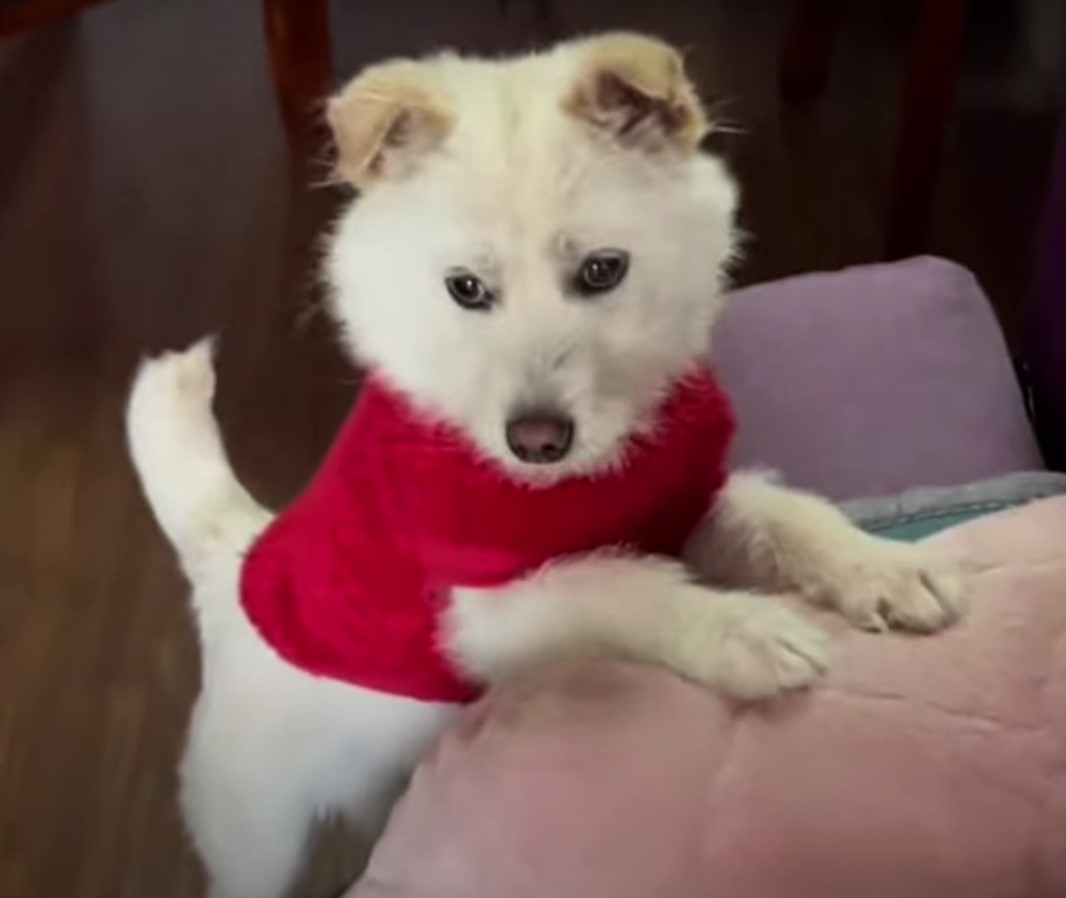 sweet white puppy with red shirt