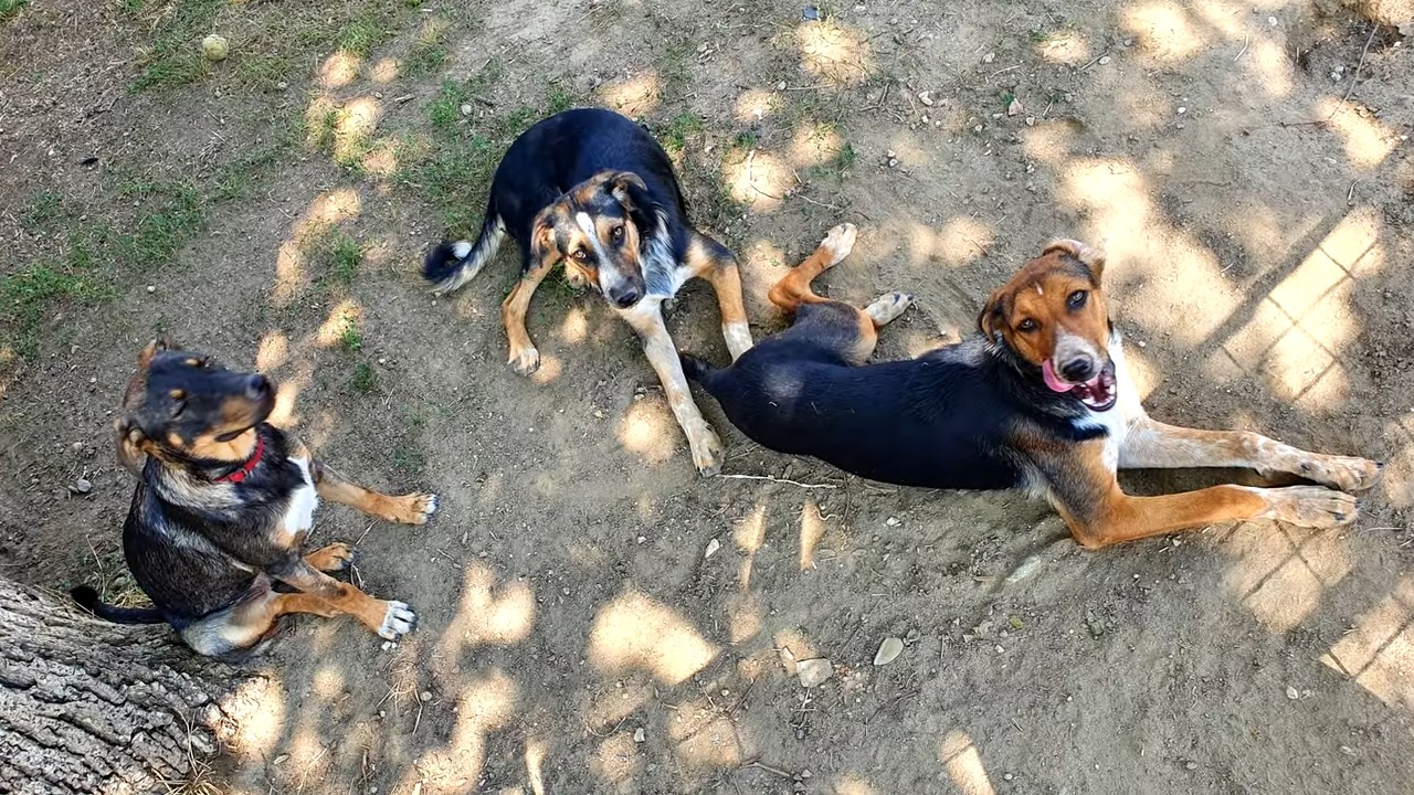 three dogs laying on the ground