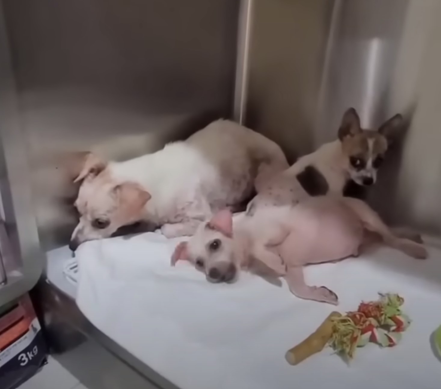 three puppies lying together