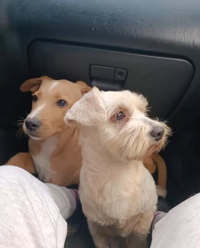 two dogs in the car