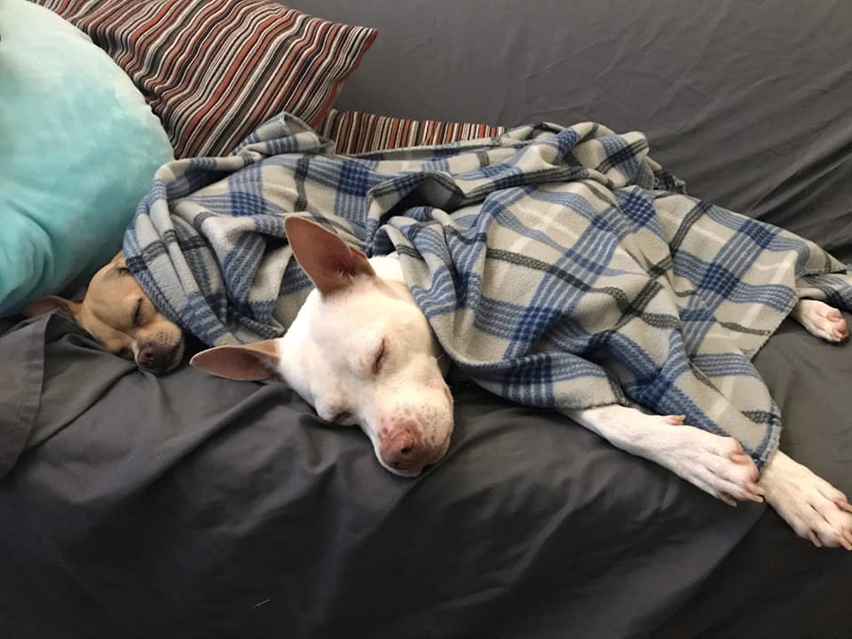 two dogs sleeping covered with blanket