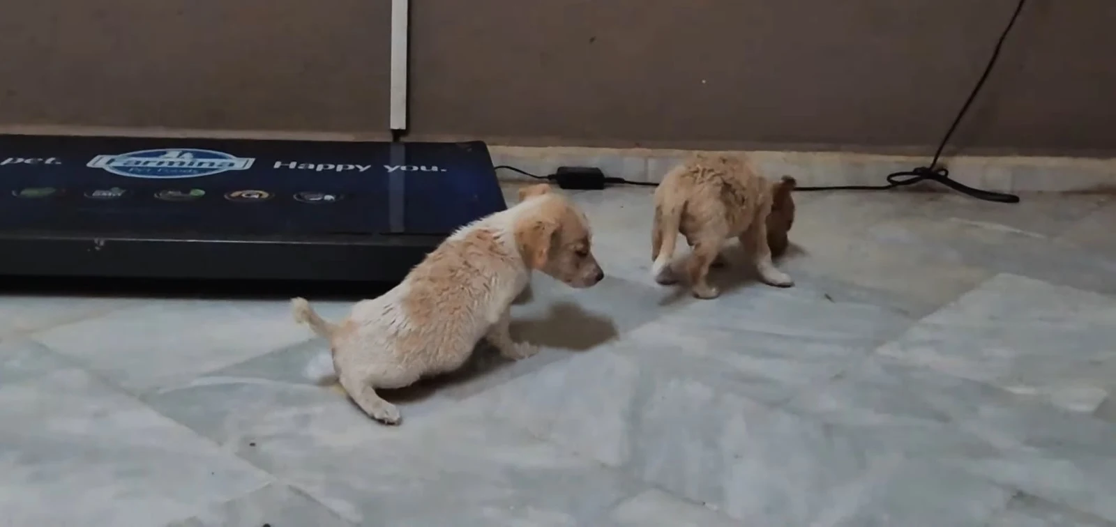 two puppies on the floor