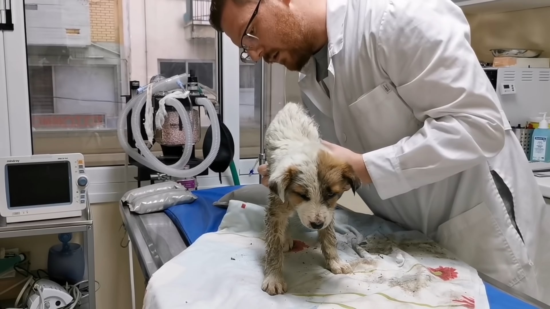 vet examining the puppy