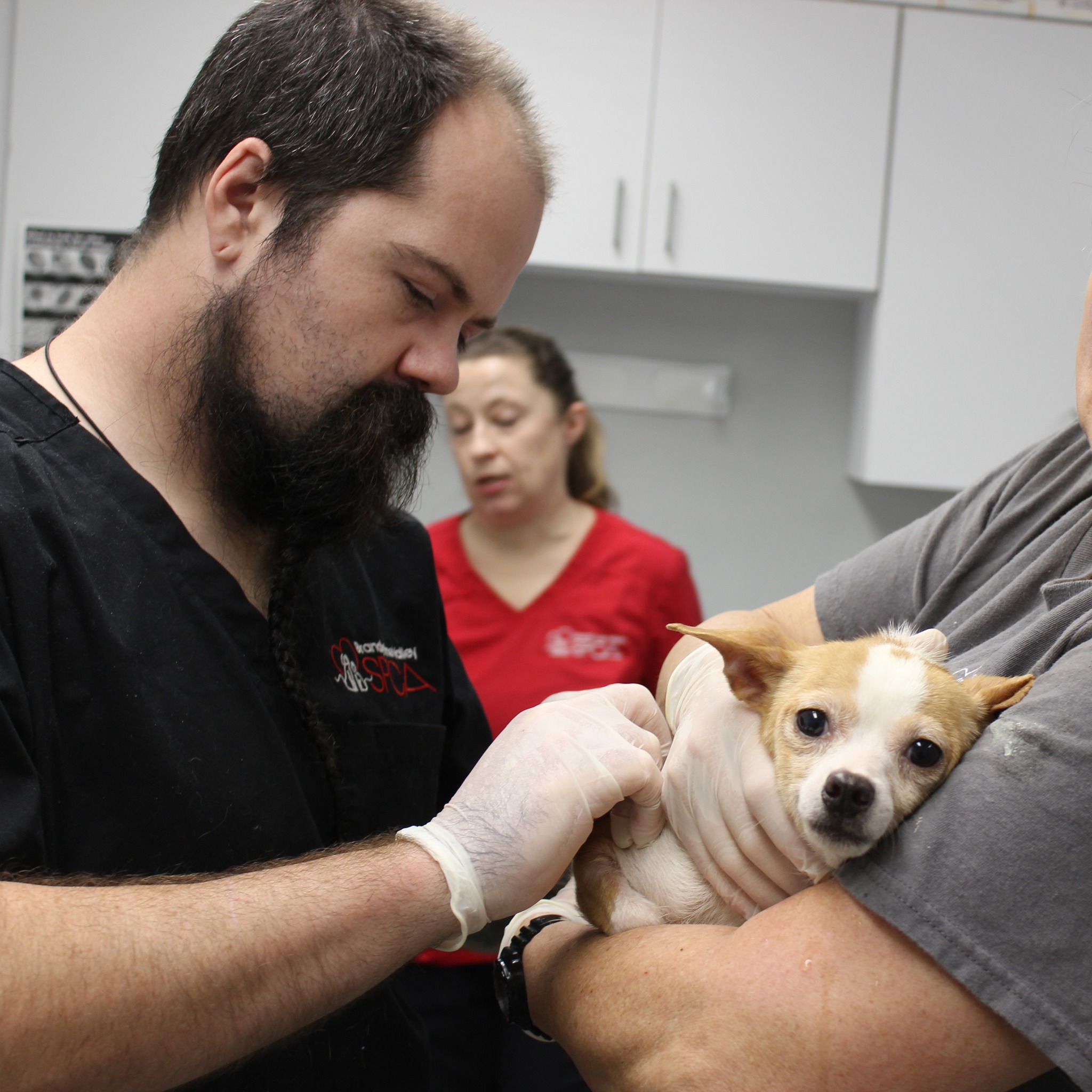 vet giving dog an injection