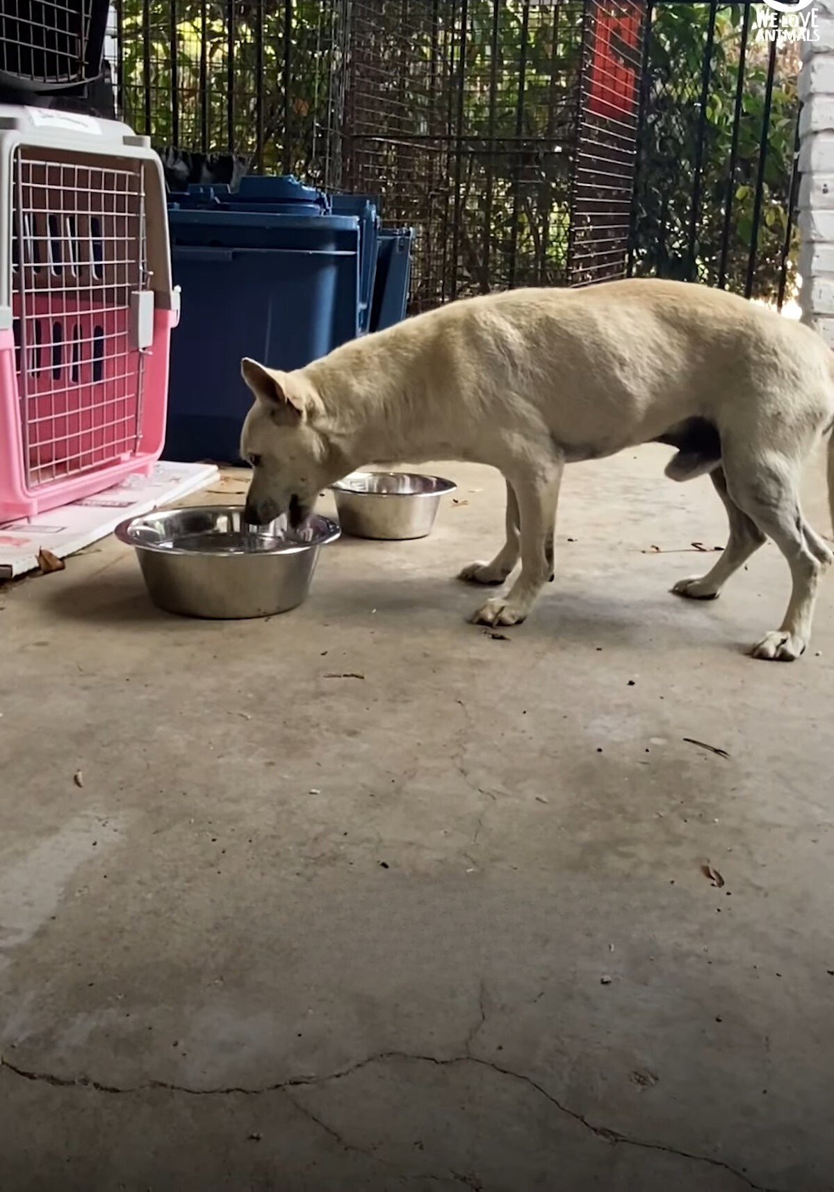 white dog drinking a water