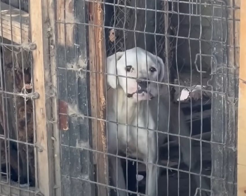 white dog in captivity