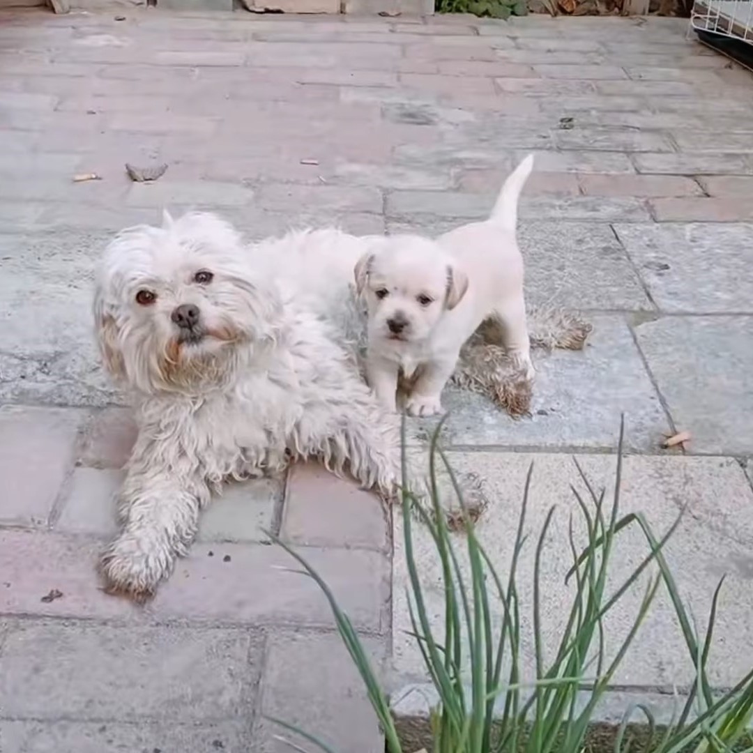 white mother dog and white puppy
