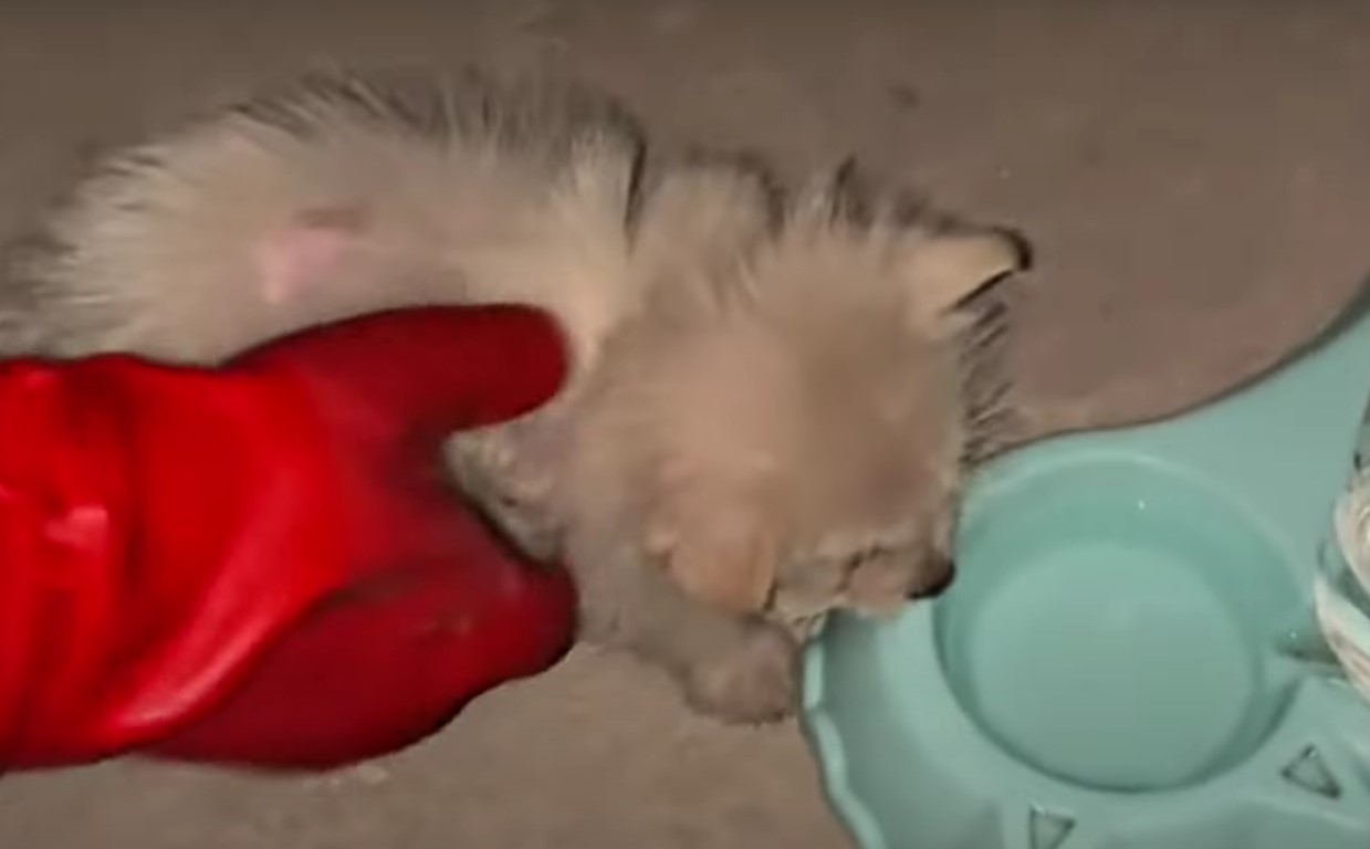 white puppy drinking water