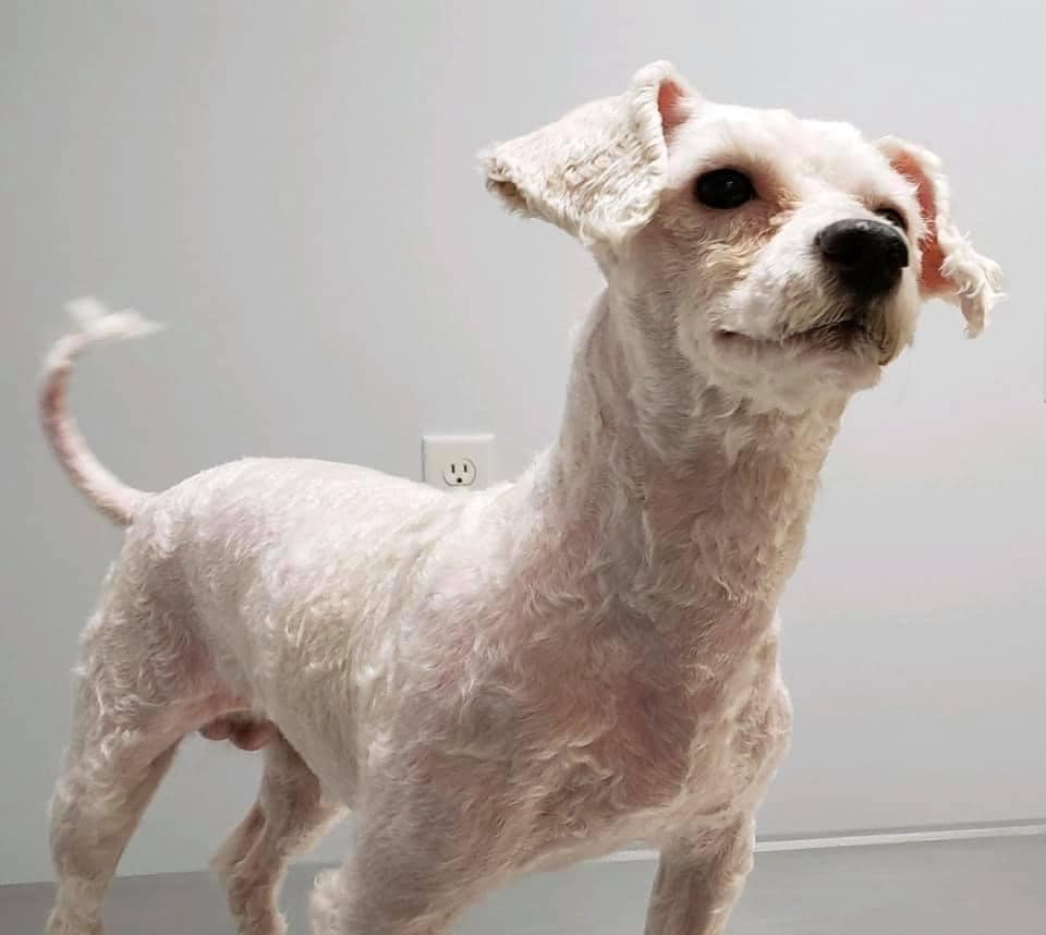 white shaved dog