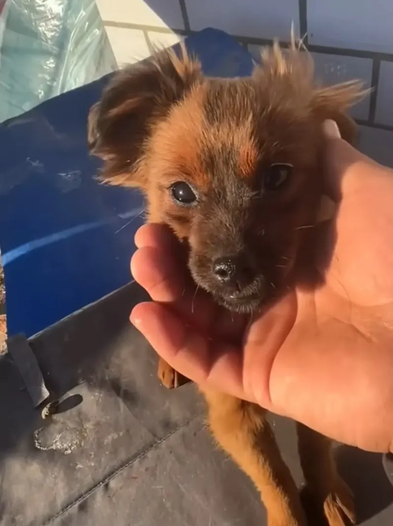 Newborn Puppy Found Lying Helplessly In Bushes, Desperately Crying For ...