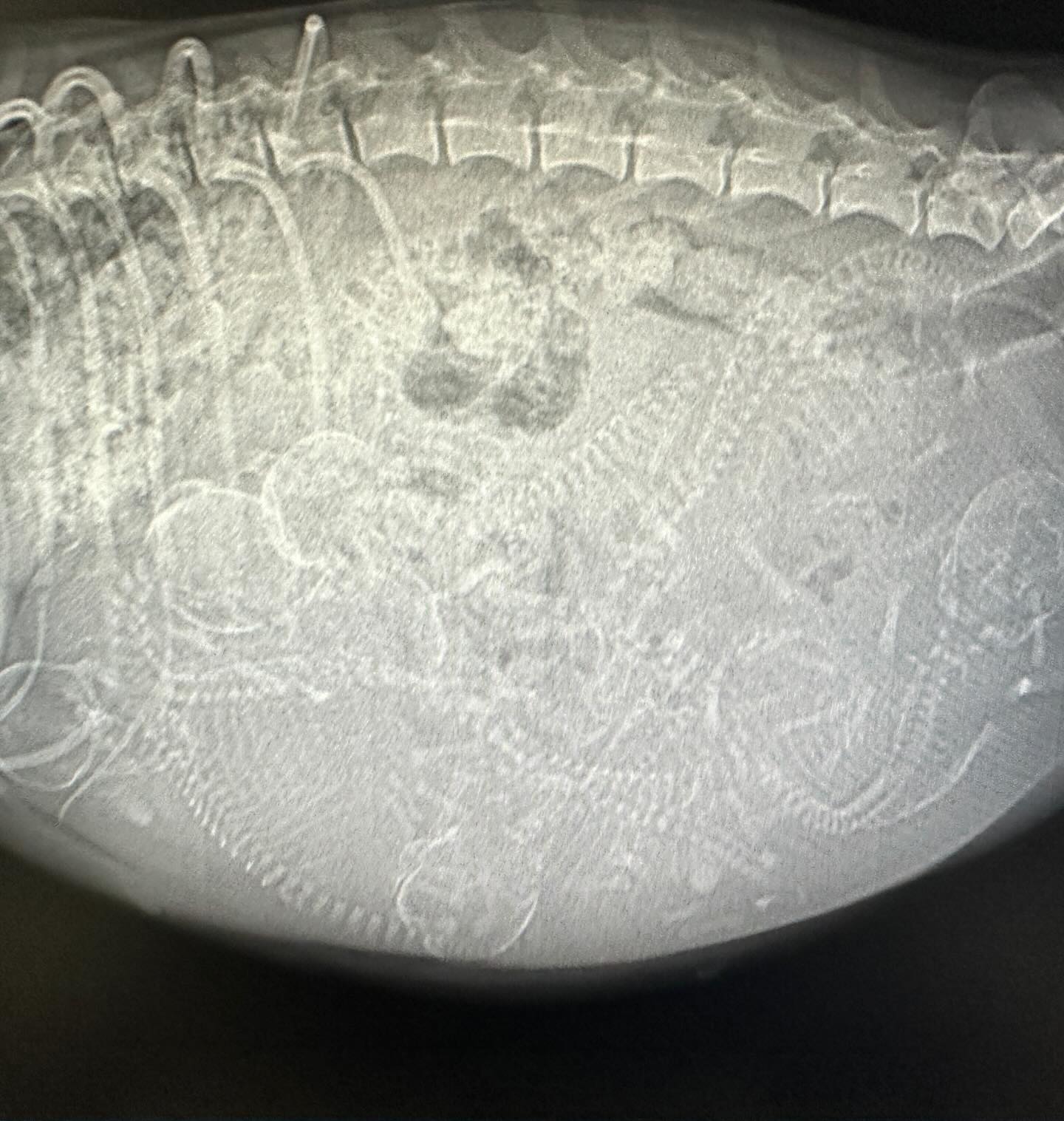 x-ray of dog