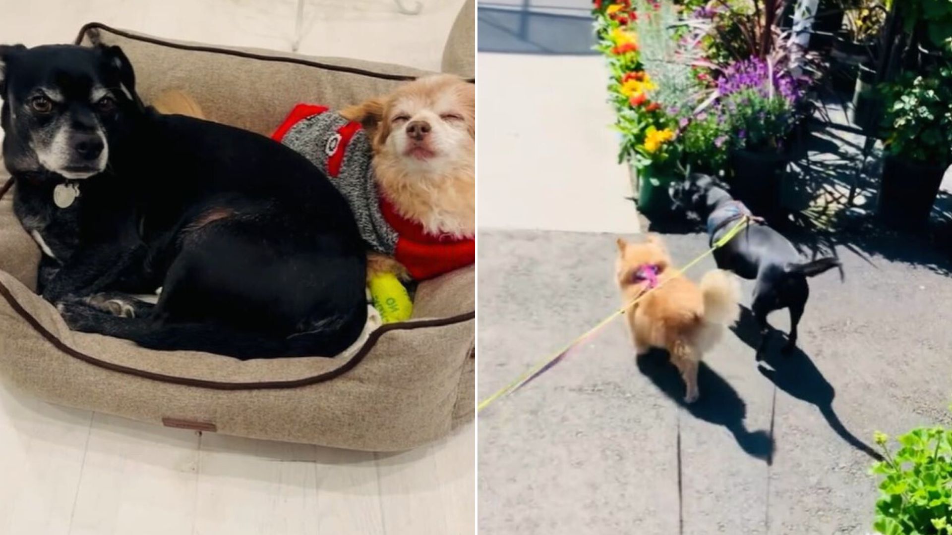 Loyal Dog Does The Sweetest Thing As A Way Of Saying Forever Goodbye To His Beloved Buddy