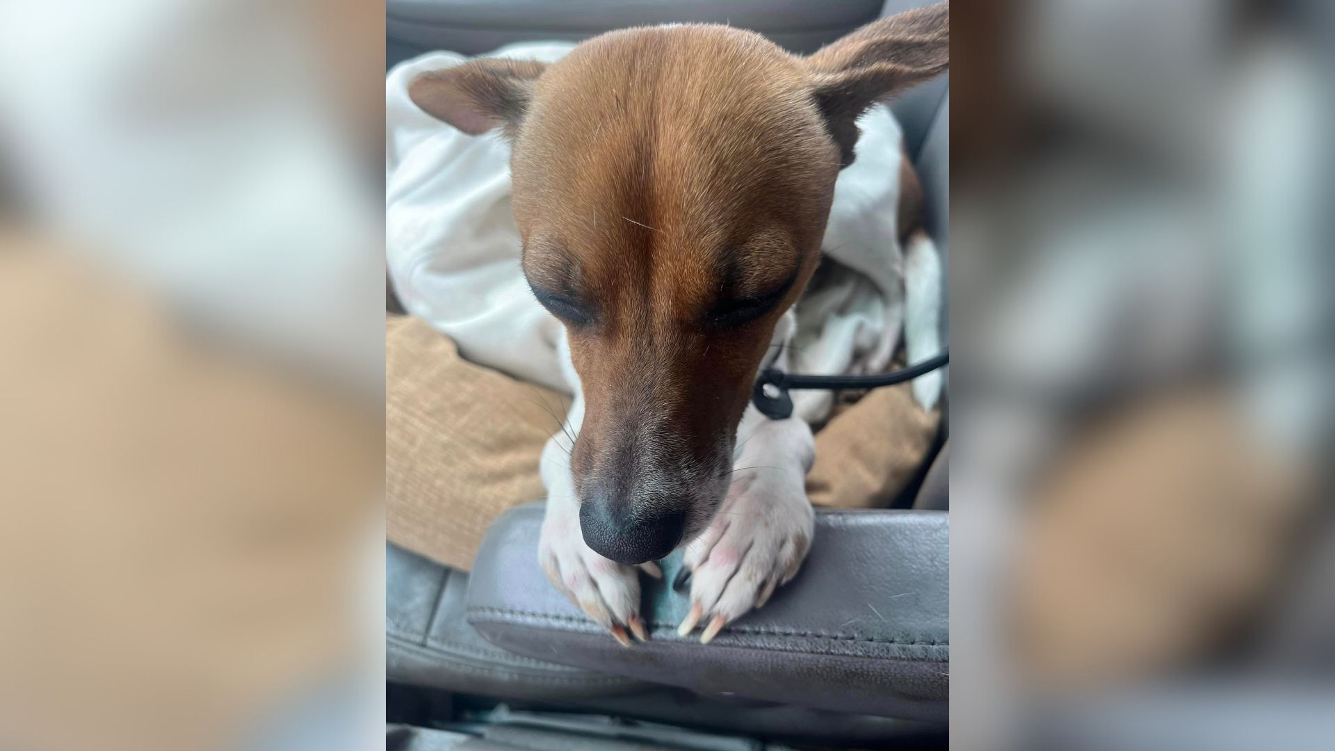 This Dog Clasping Her Paws As If She Is Praying Is The Cutest Thing You’re Gonna See