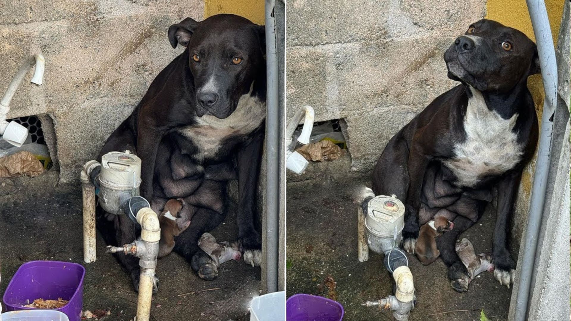 Abused Dog Kicked Out Of The House Gives Birth To Her Babies In The Heavy Rain