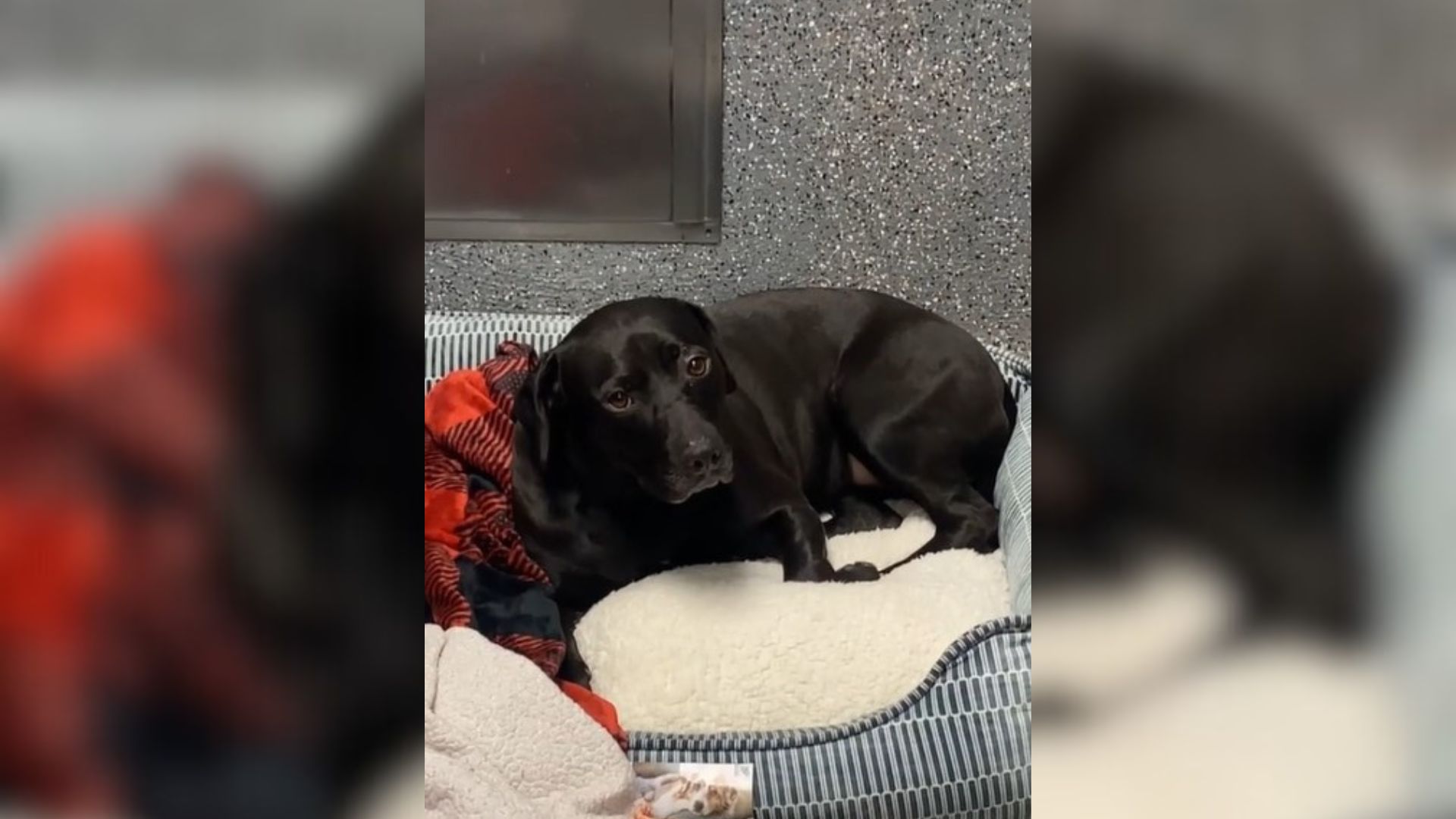 Dog Who Spent 900 Days At Shelter Ends Up Being Returned One Day After Being Adopted 