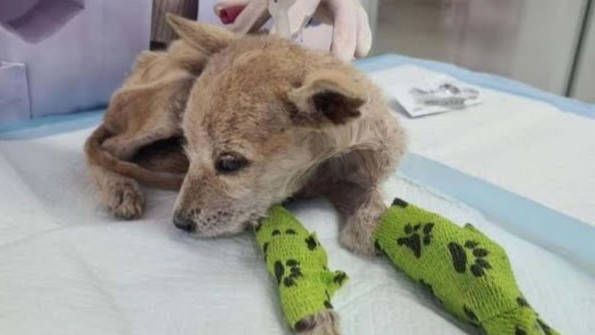Dog Abandoned On The Streets And Left To Fight For Her Life Is Now A Brand New Dog