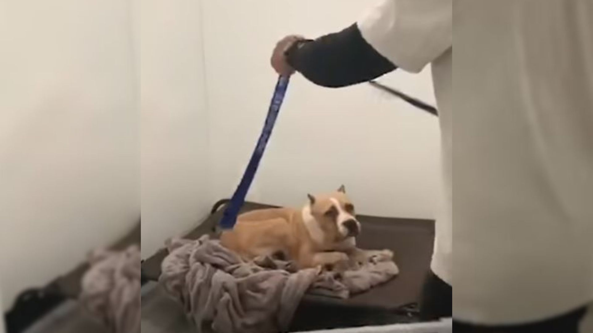 Anxious Pittie Who Was Afraid Of A Cardboard Box Overcomes His Dark Past And Becomes The Sweetest Boy