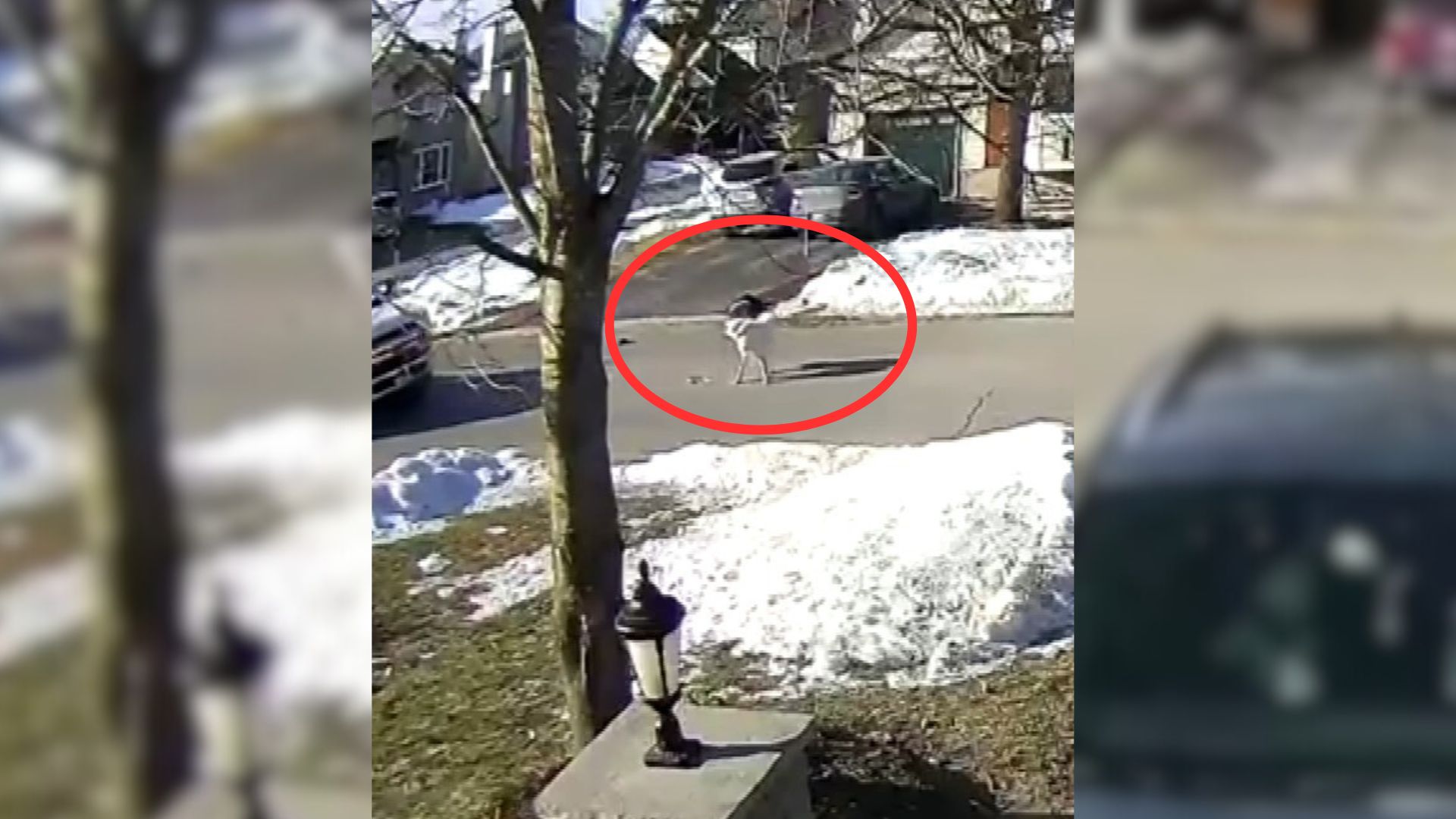 Brave Dog Stops A Stranger’s Car So They Could Help Save His Owner Who Suffered A Seizure
