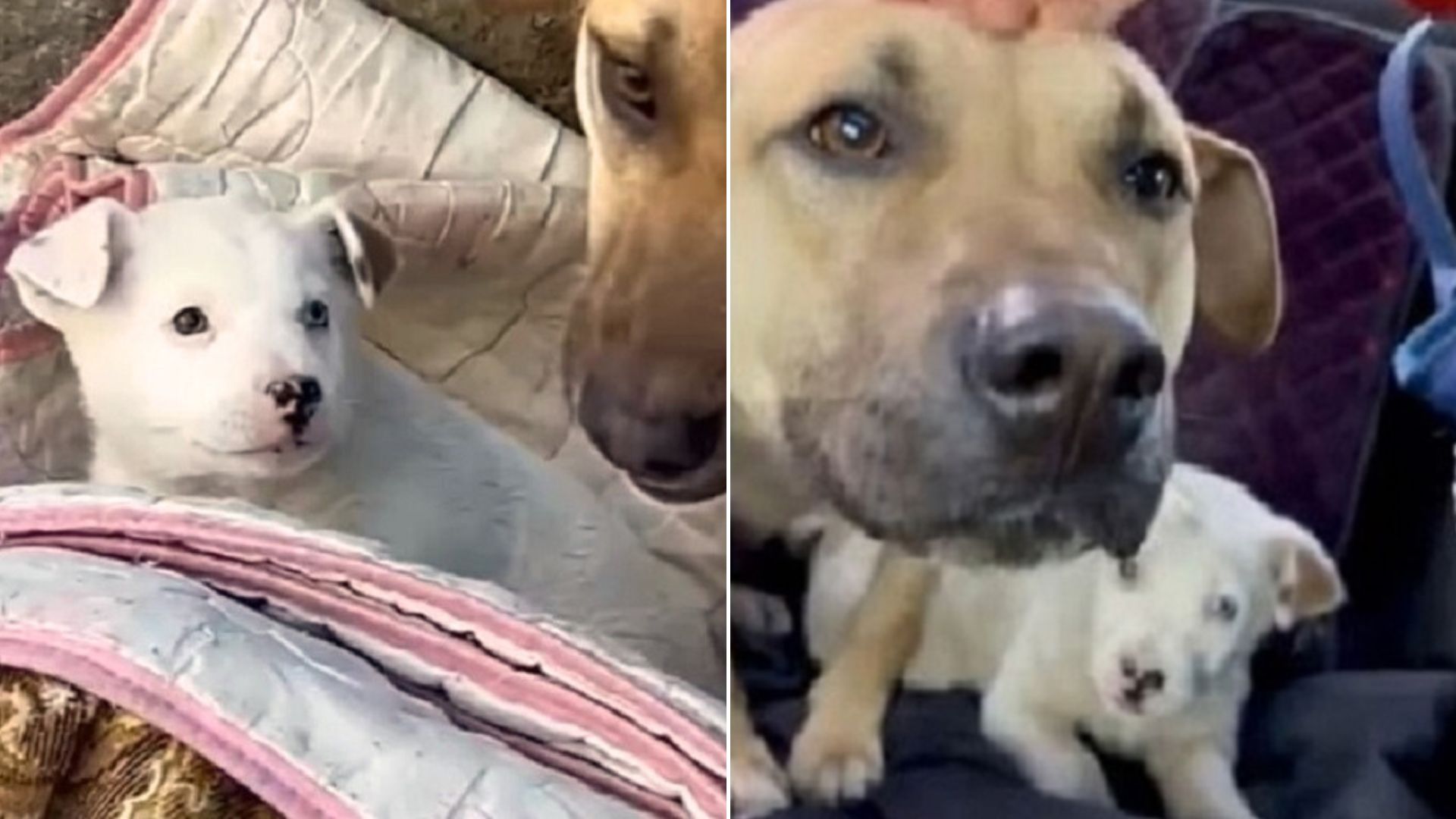 Desperate Mama Dog Was Crying And Running After Cars, Begging People To Help Her Sick Puppy