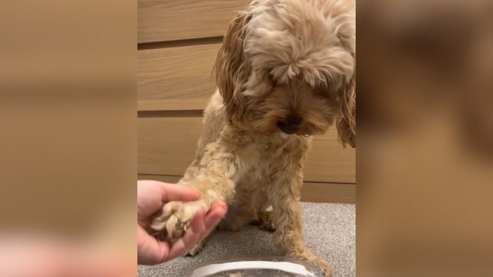 Heartbroken Pup Started To Cry When His Best Friend Passed Away Suddenly