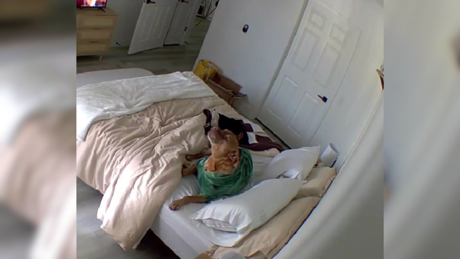 Woman Finds Her Bed Is A Mess When She Comes Home Only To Learn What Was Really Going On