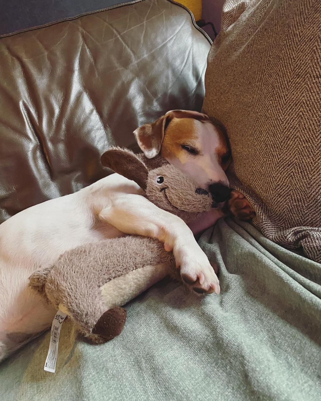 Dog hugging its rabbit toy