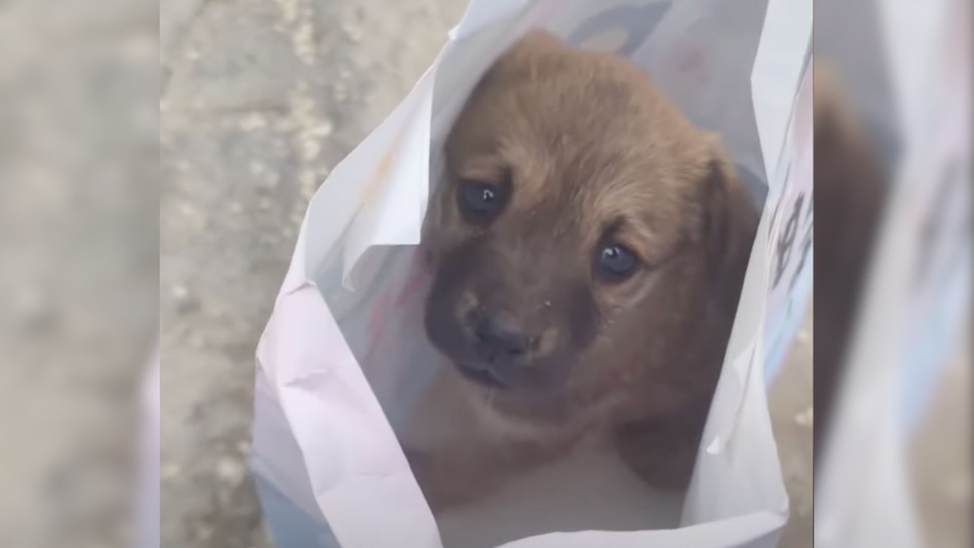 Excavator Operator Saw A Depressed Puppy At His Work And Decided To Change His Life Completely
