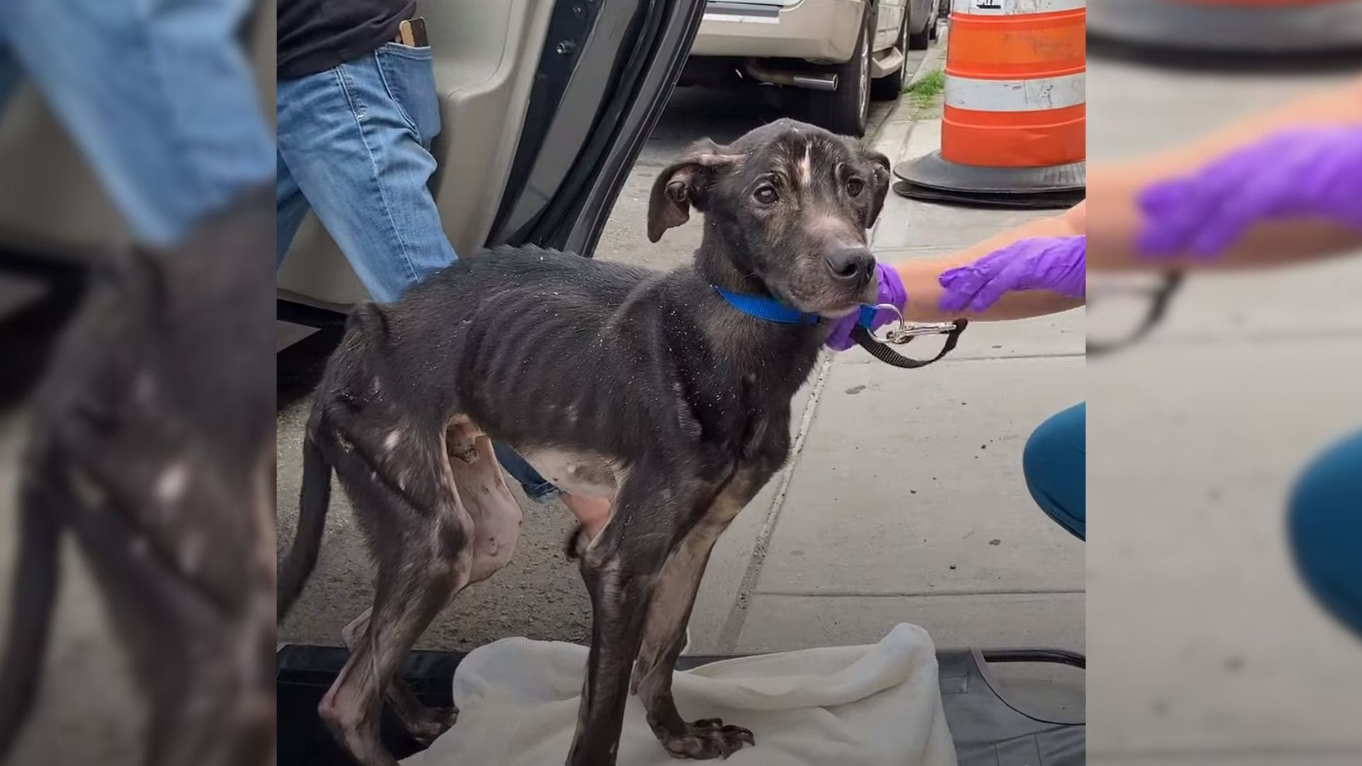 Extremely Emaciated Dog Found Under The Bridge Became A Real Beauty After Amazing Recovery