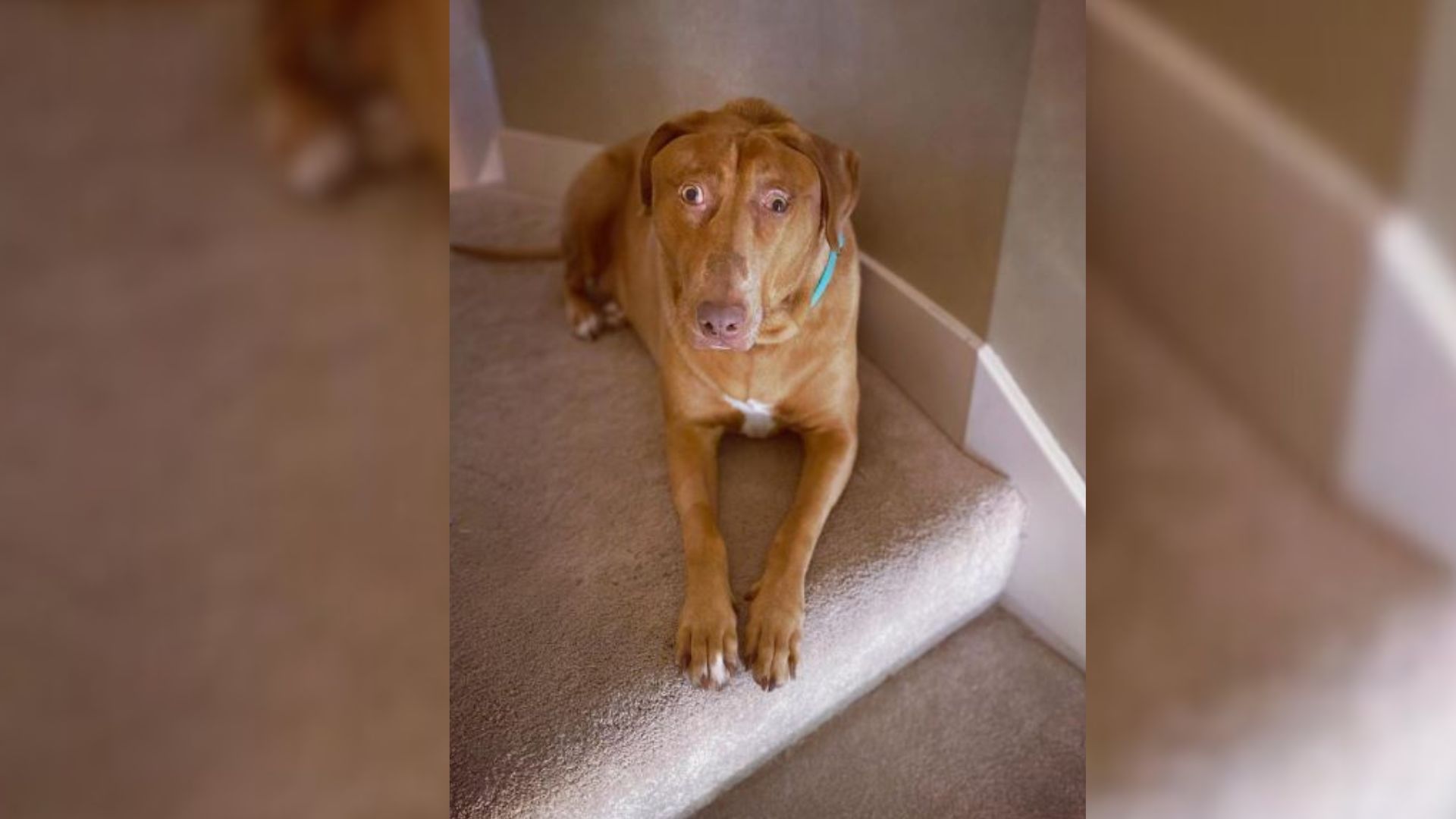 Kansas Family Was Shocked To Learn Dog They Adopted Has A Bizarre Condition