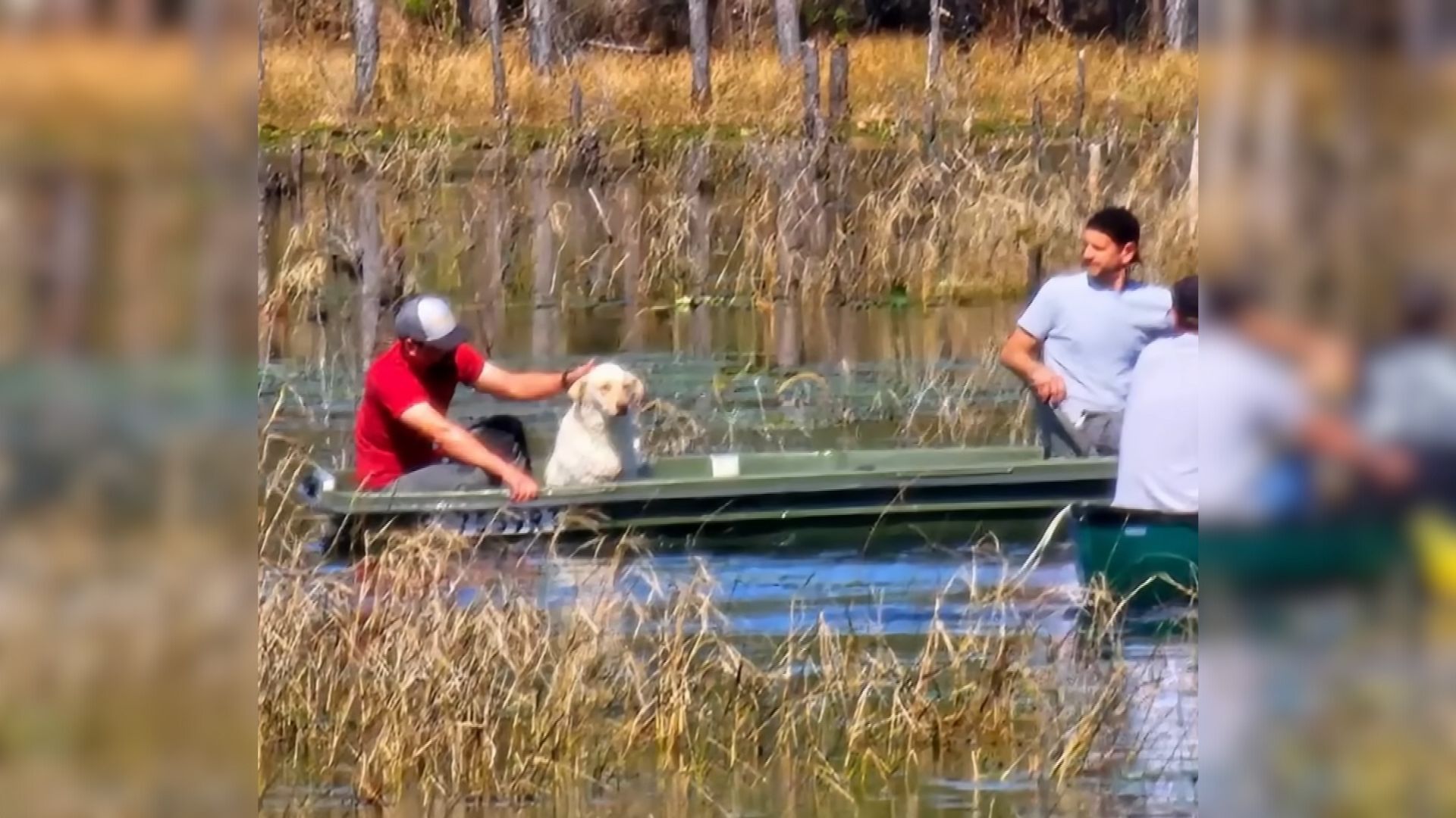 Heroic Florida Family Saves A Missing Dog Stuck In The Middle Of The Lake