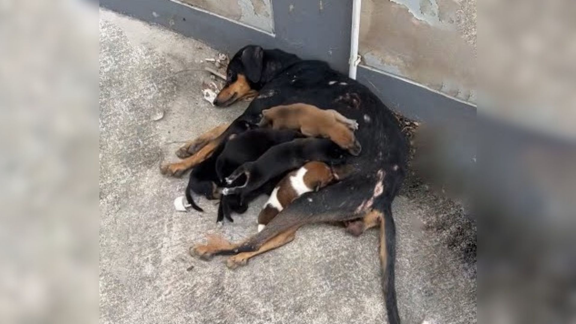 Injured Mama Dog Did Her Best To Help Her Puppies And Then Everything Changed One Day