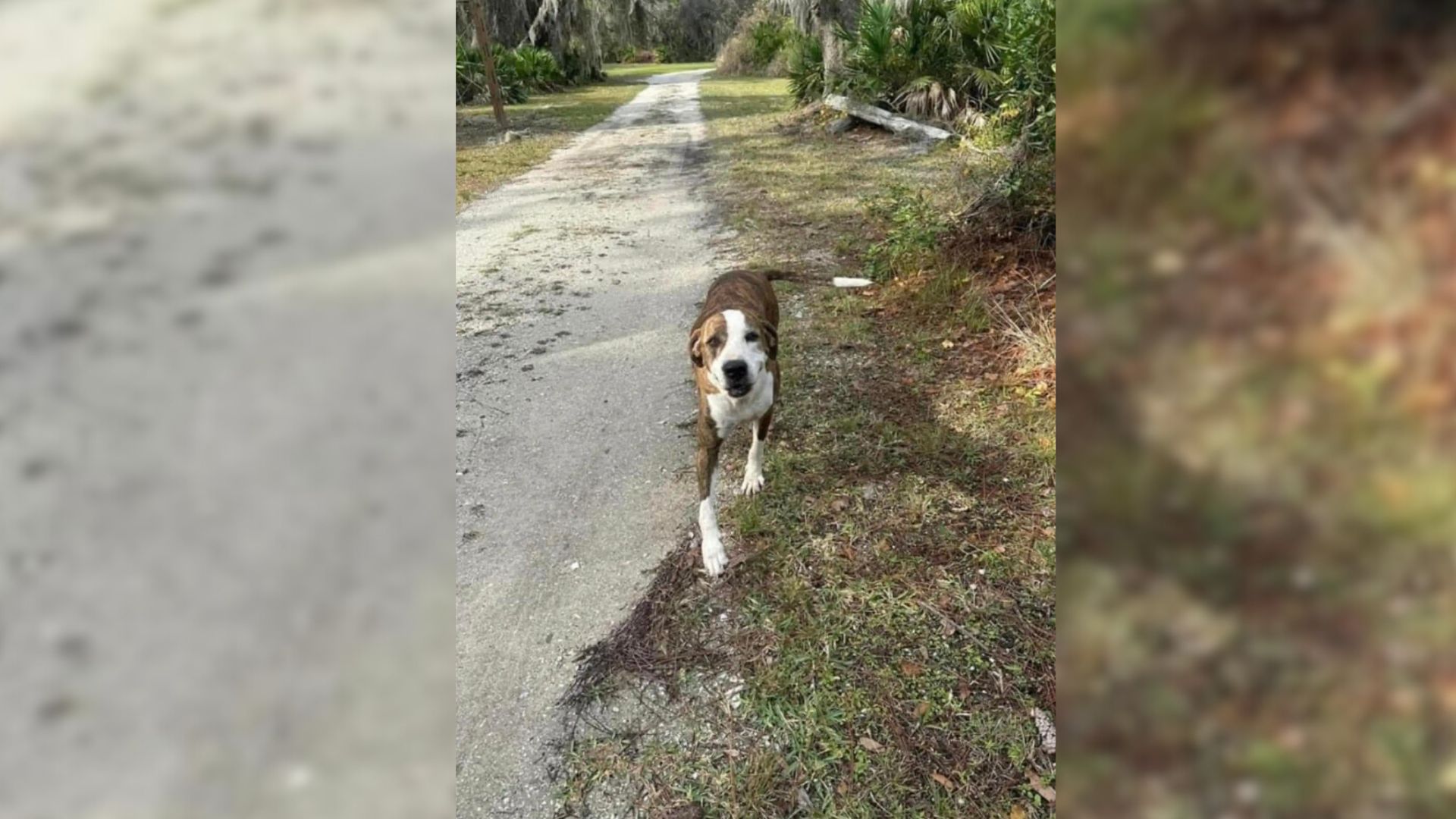 Lost Dog Travels Over 50 Miles And Shows Up At Girl Scout Camp