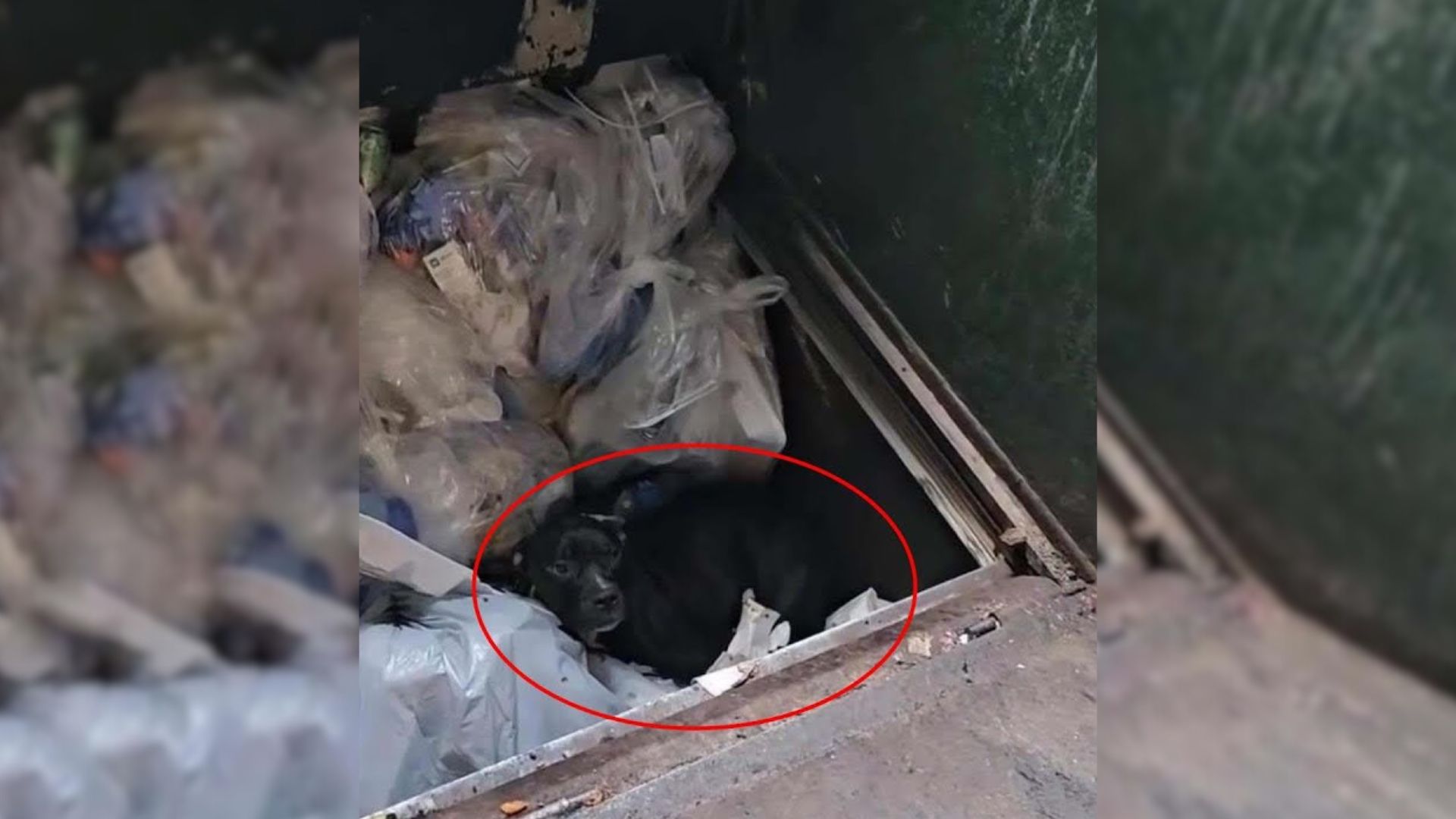 Sweet Pup Saved From A Trash Compactor Now Lives An Amazing Life Thanks To Her Rescuers