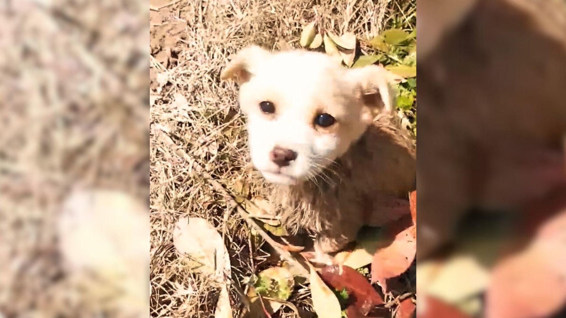 Abandoned Puppy Was Lying In The Mud When A Kind Man Noticed Him And Decided To Help