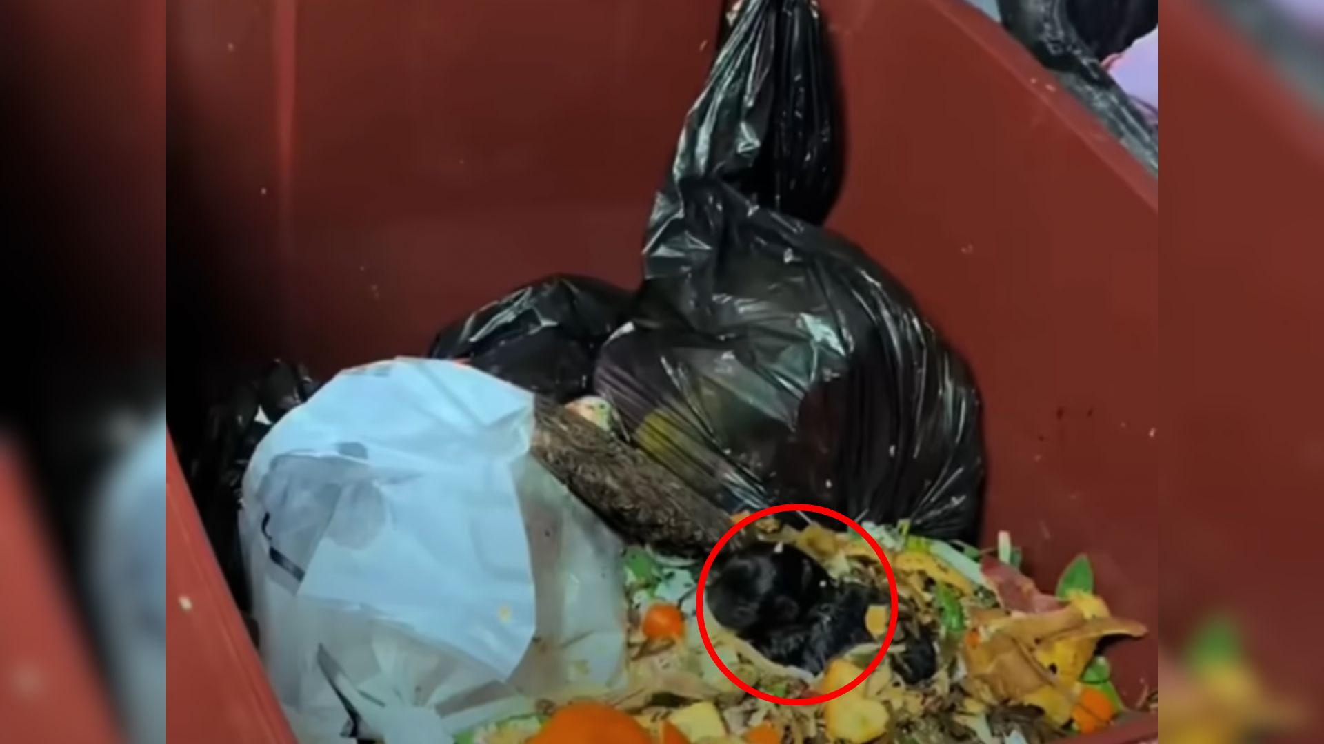 Man Taking Out Garbage Immediately Stops When He Sees Something Shocking Inside A Trash Can