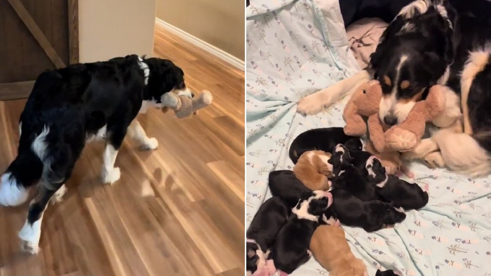 Mother Dog Keeps Bringing Soft Toy Back To Her Bed And The Reason Melts Hearts