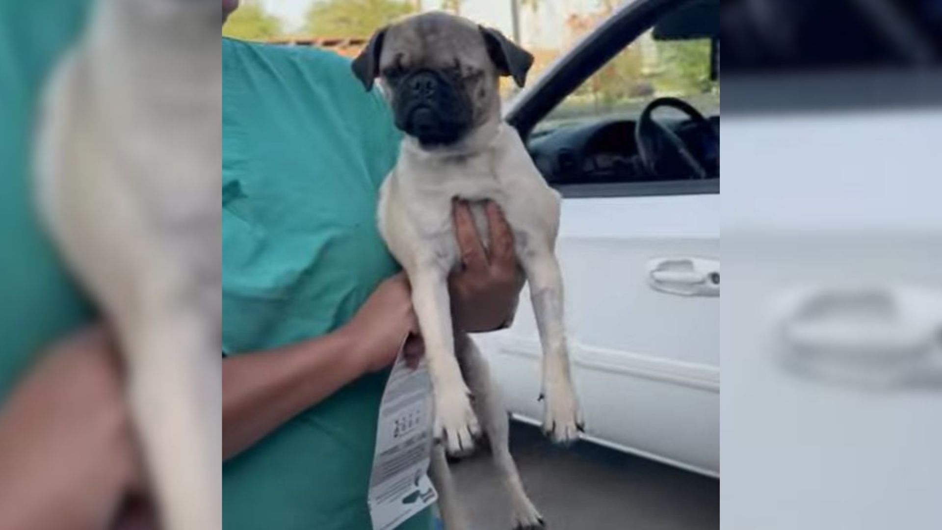 Pug Who Was About To Be Put Down Because His Owners Couldn’t Afford His Surgery Got The Best Gift Ever