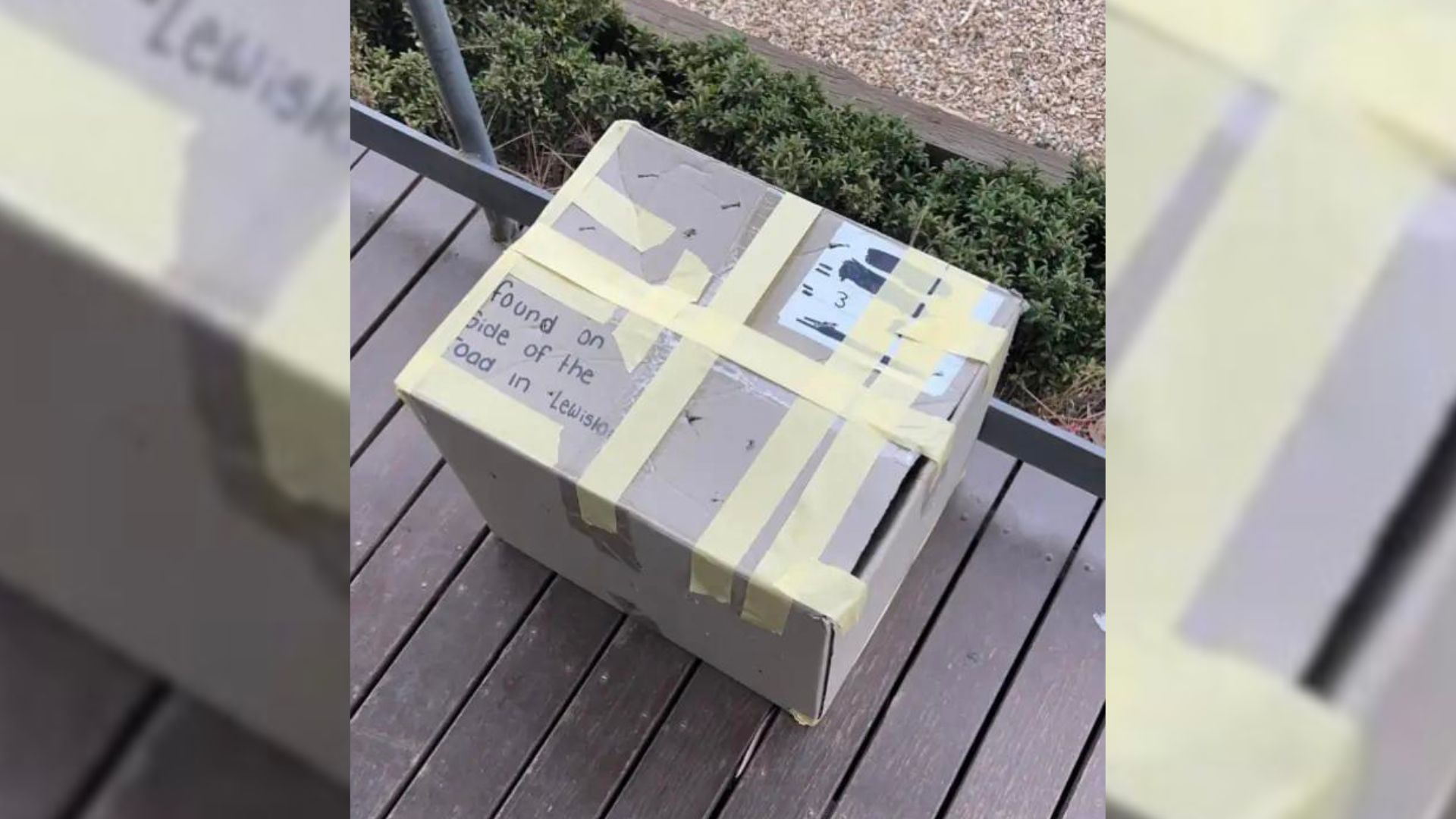 Nurse Found A Taped-Up Box In Front Of Vet Clinic, Then She Realized Somebody Was Inside