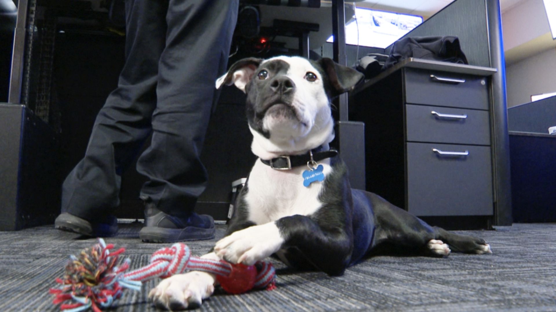 Police Department Adopts A Puppy After Rescuing Her From A Snow Storm 