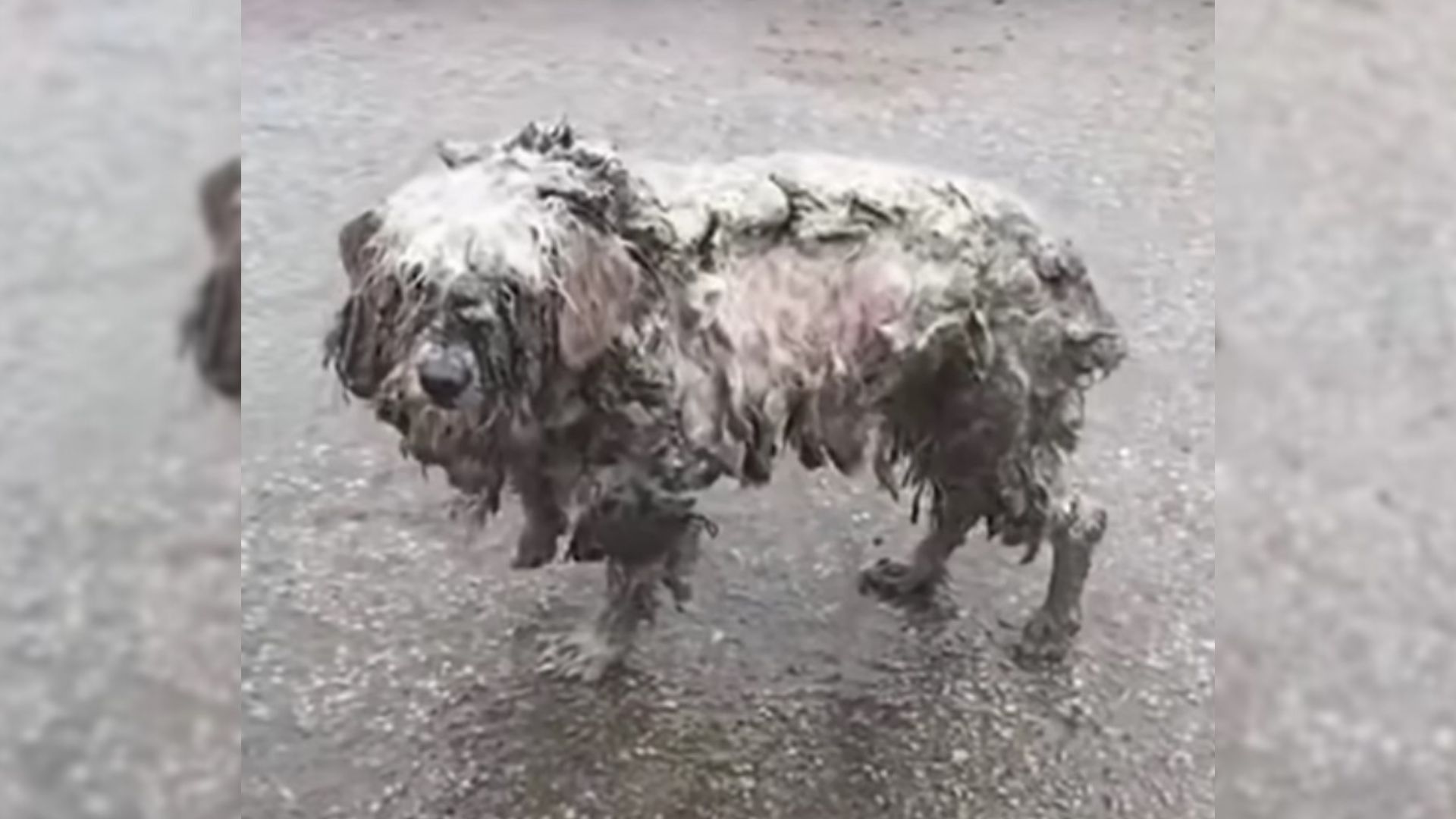 Shelter Workers Saved A Severely Matted Dog And Helped Him Transform Into A Beautiful Pup