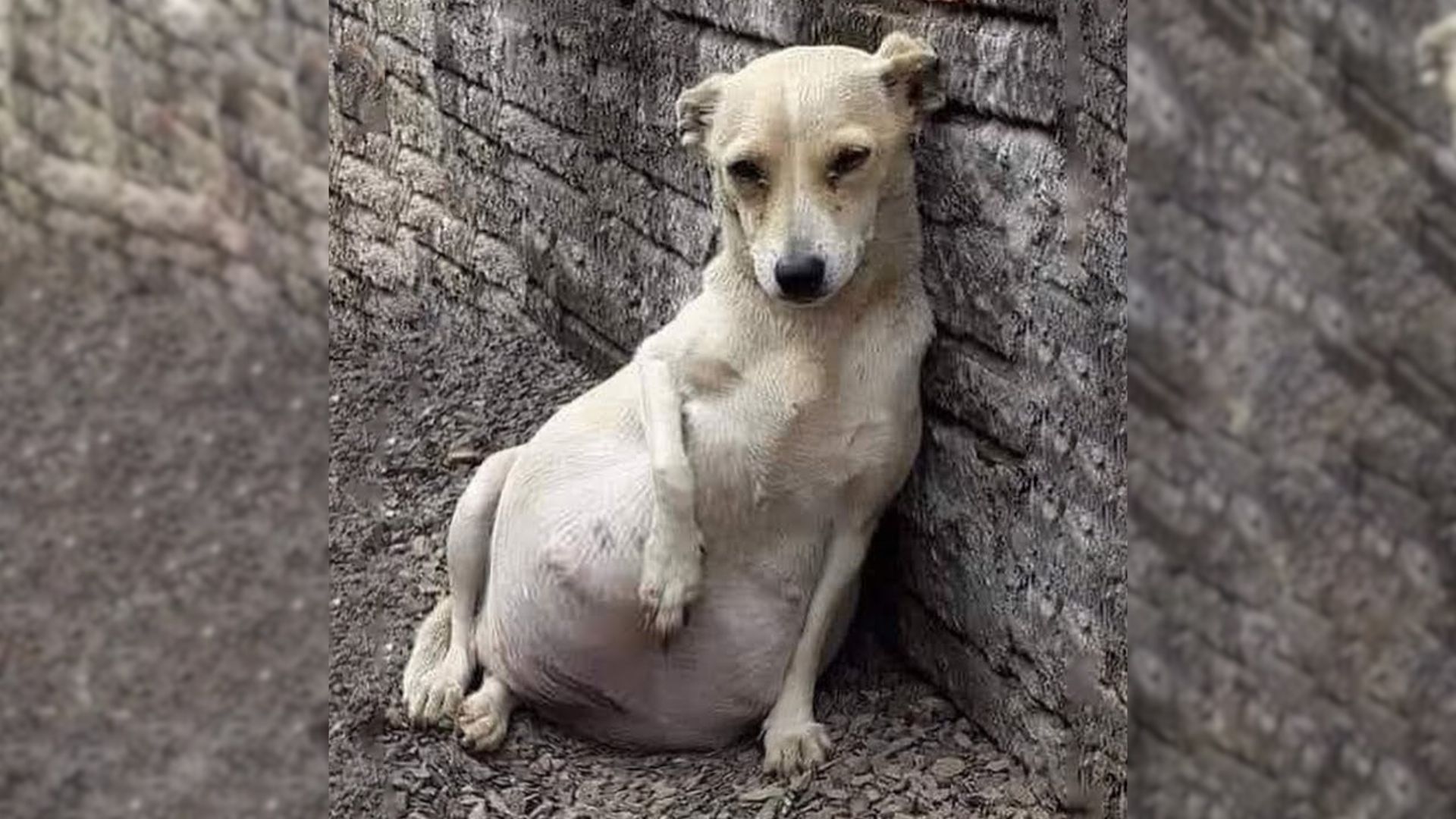 Dog Abandoned Near Factory Leaves Rescuers Shocked By Her Big Secret