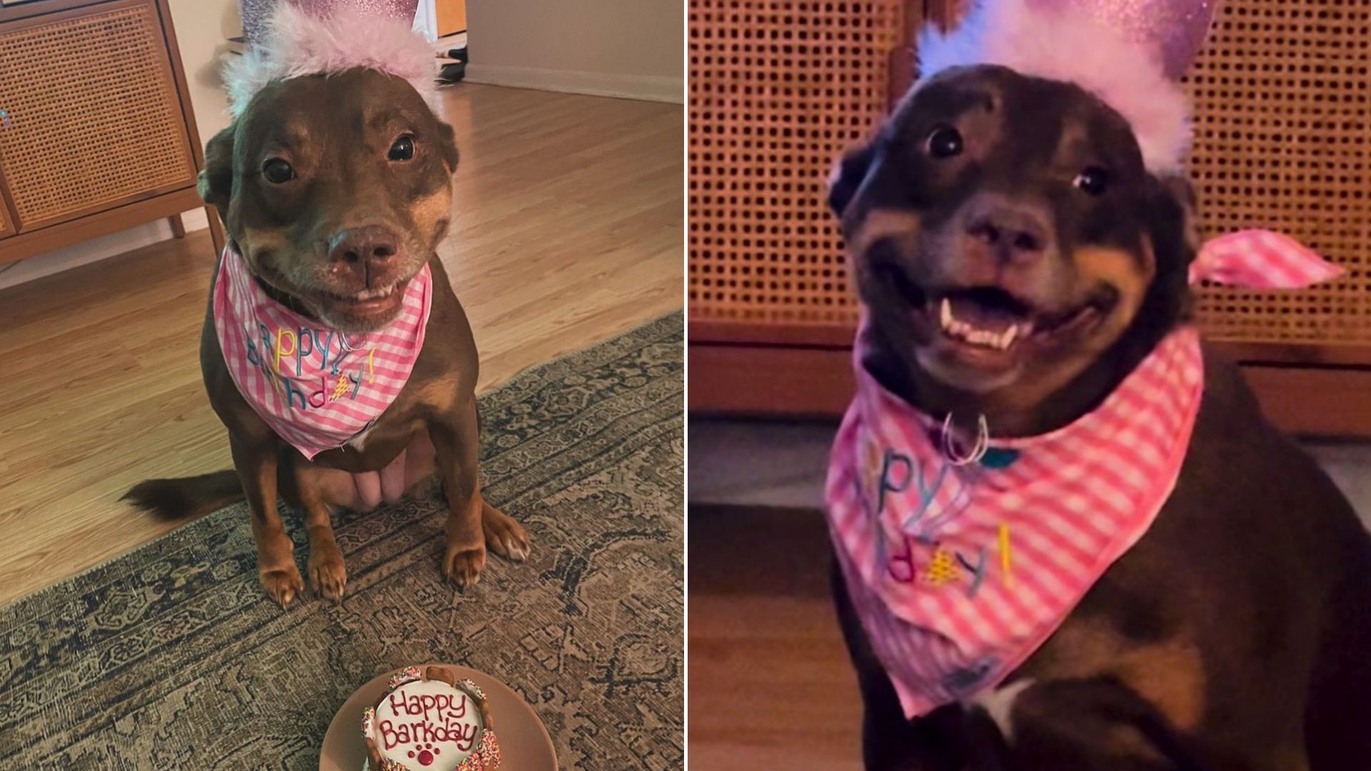 Owners Noticed Their Pup Is Always Excited For Big Events So They Threw Her A Huge Party