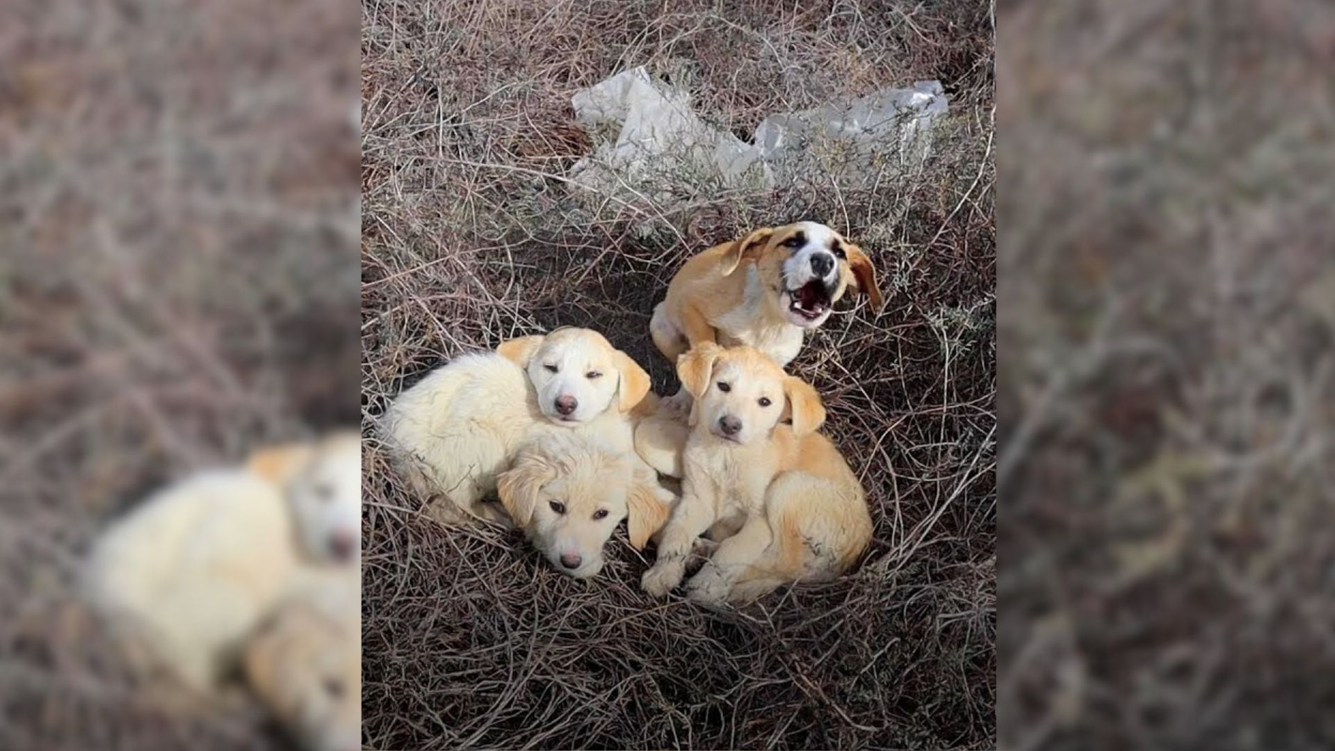 Rescuers Try To Save A Litter Of Puppies, Only To Discover One Of Them Was Terrified Of People
