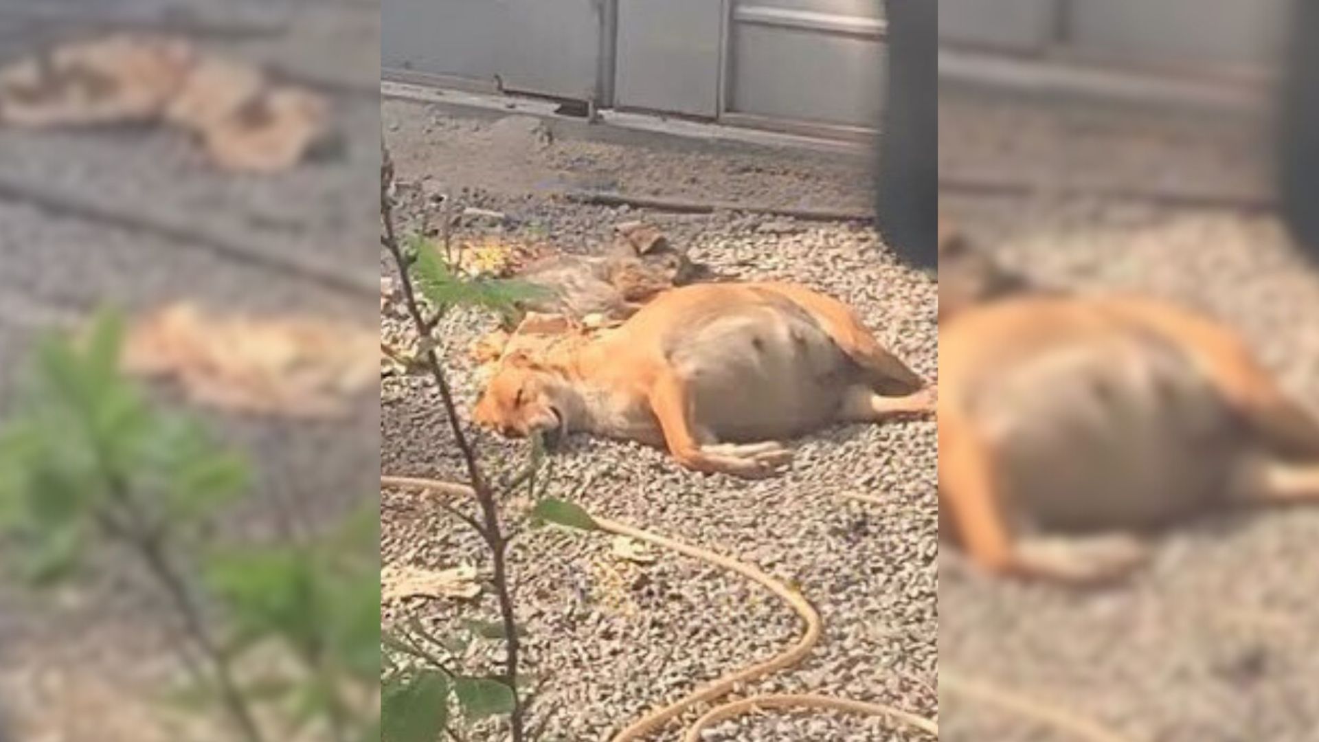 This Pregnant Dog Was Cruelly Left In Backyard By Her Owners Until Rescuers Intervened