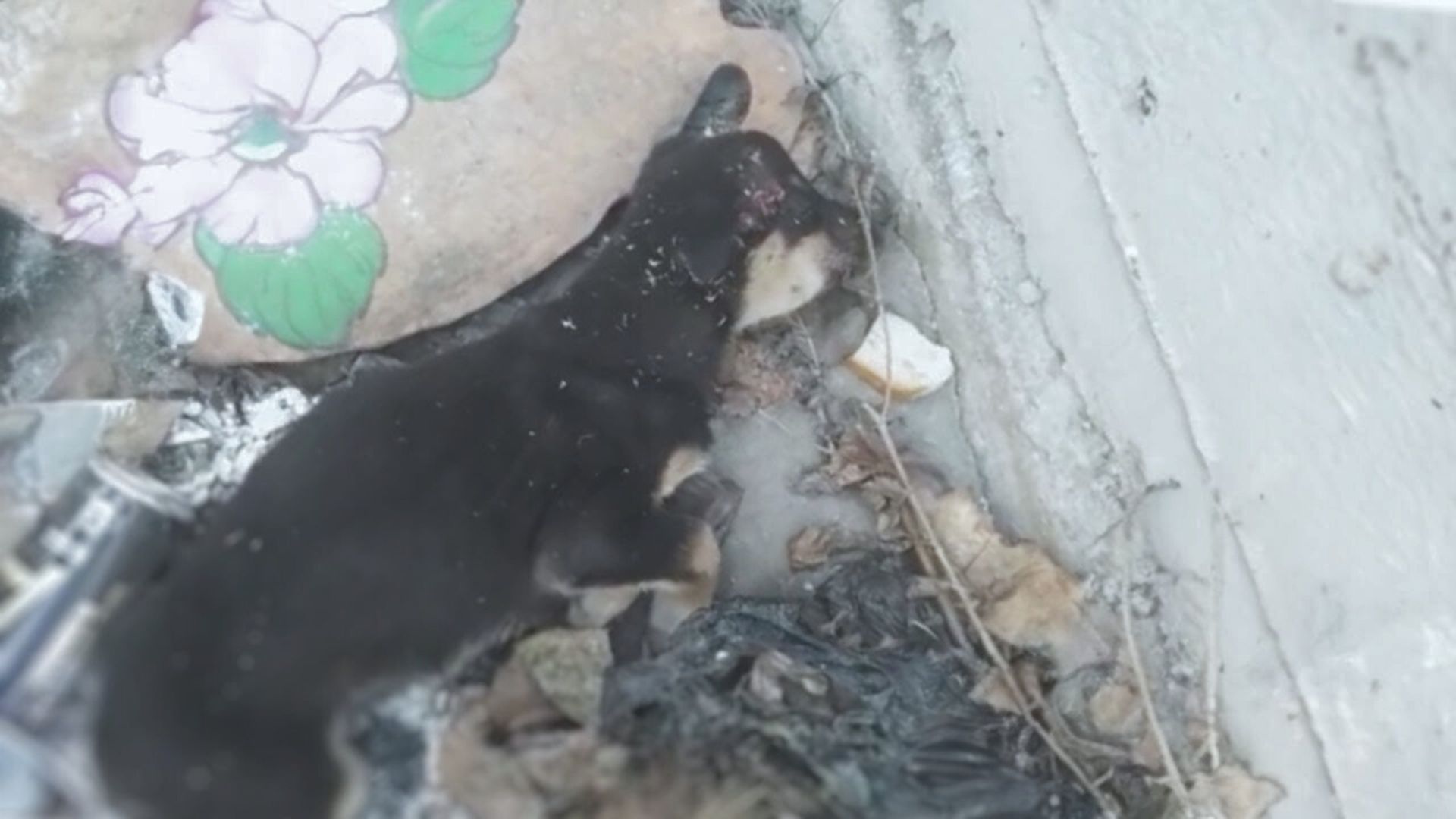 Rescuers Were Shocked To Find An Injured Puppy Near A Trash Can And Made A Difficult Choice
