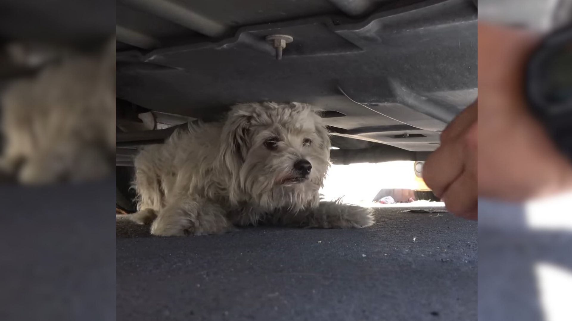 Rescuers From California Were Shocked To Find This Abandoned Pup Hiding Under A Car