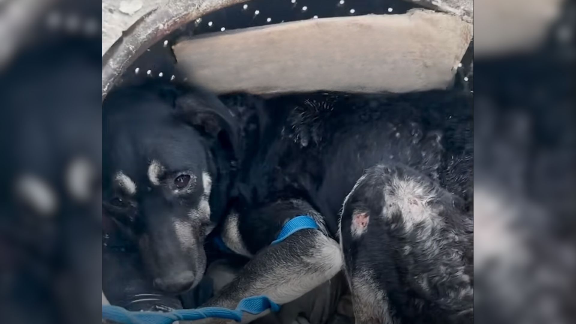 Poor Pup Was Curled Up In A Washing Machine Drum In A Fake Shelter Before Rescuers Came To Help