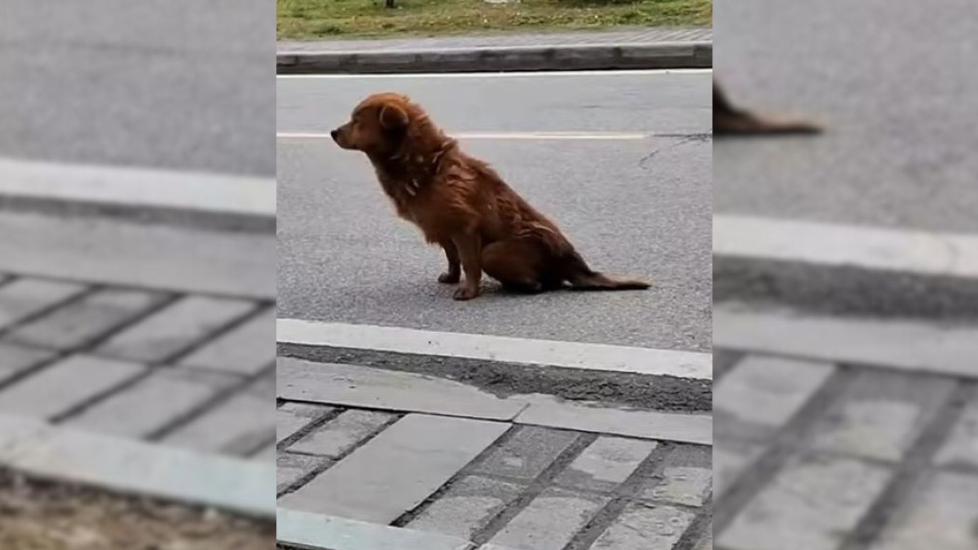 Rescuers Stumble Upon A Dog On A Deserted Road, Then Uncover His Shocking Condition